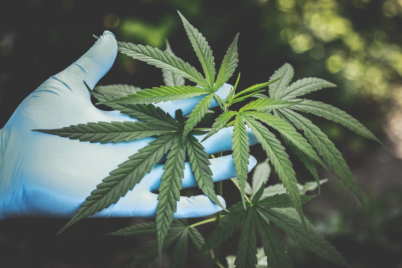 bigcommerce-alternatives-cannabis