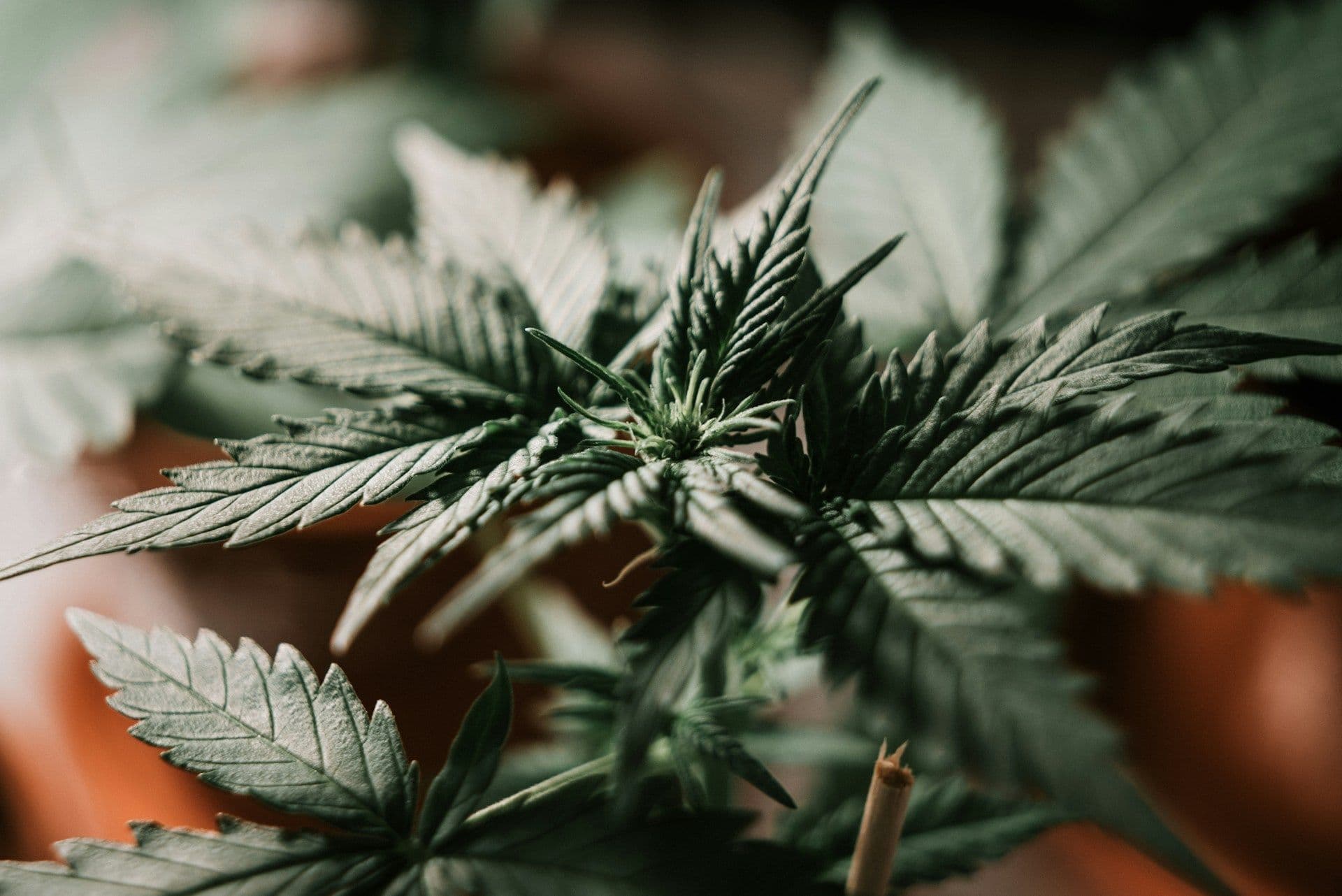 ecommerce-platforms-cannabis-brands