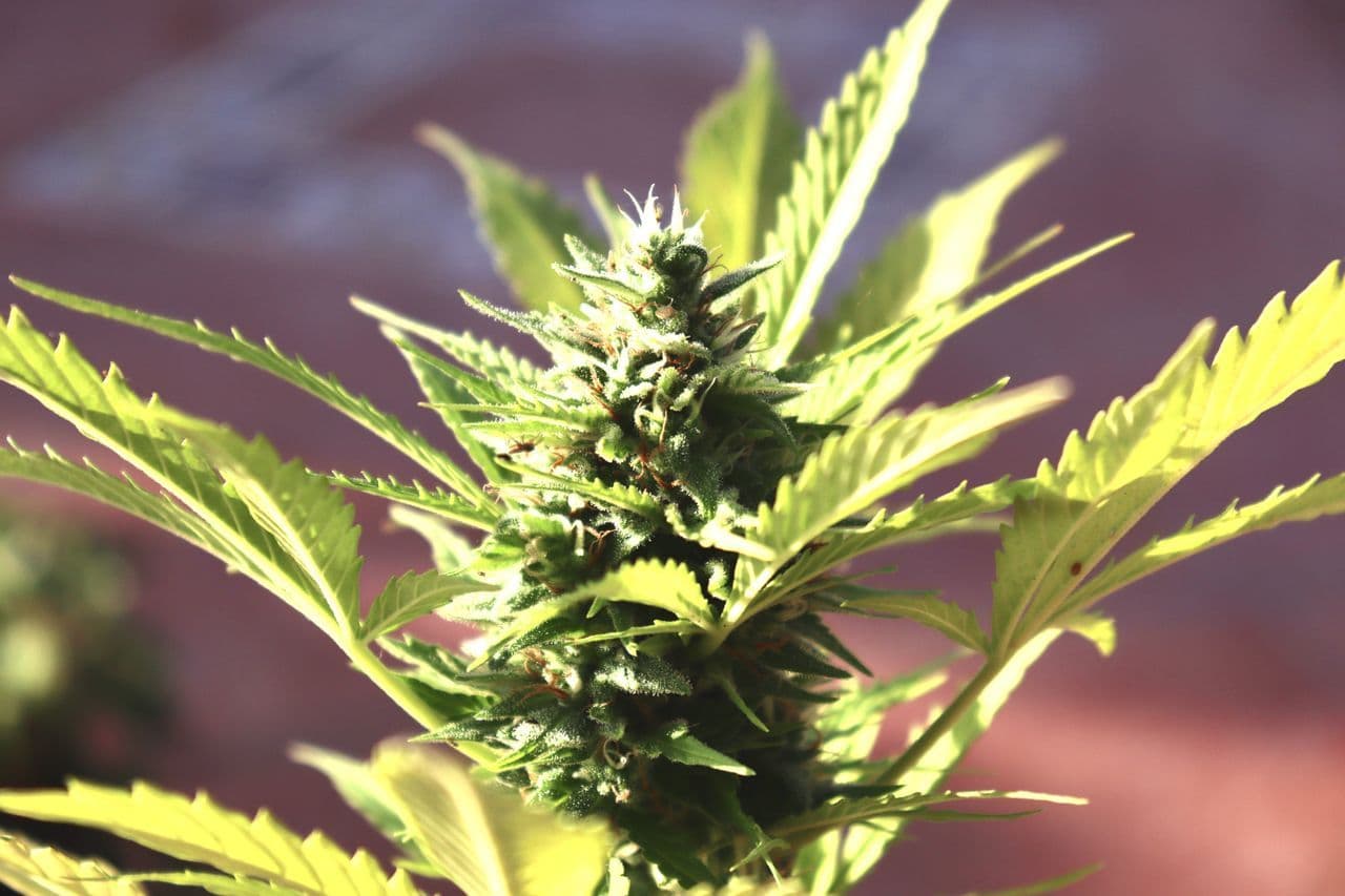 ecommerce-platform-cannabis-seed-brands