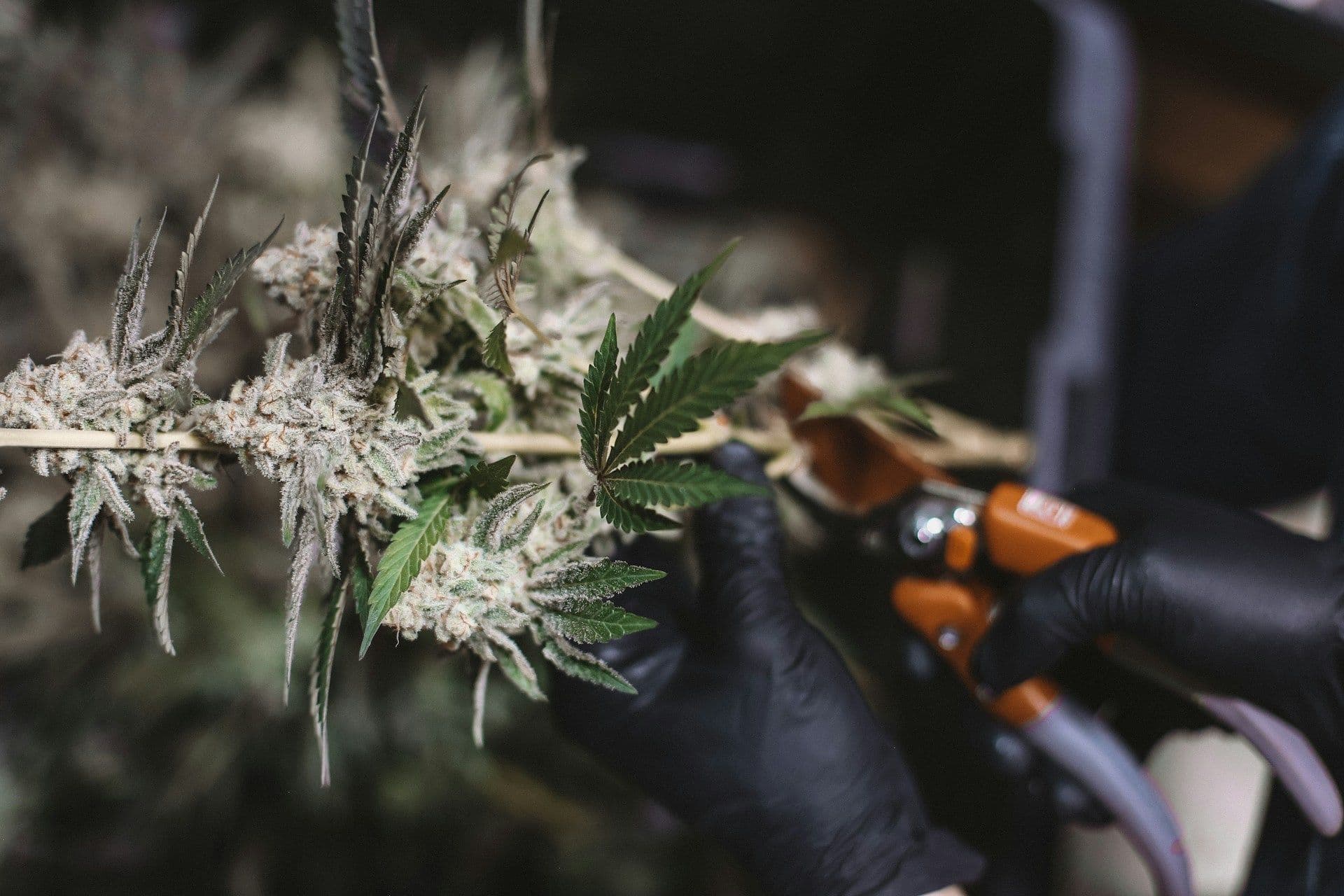 cannabis-brands-shopify-alternatives