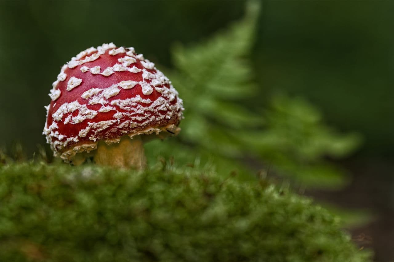 ecommerce-platform-amanita-muscaria-brands